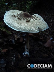 8 Macrolepiota bonaerensis-Proyecto Santuario de la Naturaleza Quebrada de Córdova, Región de Valparaíso, Chile.