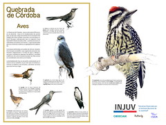 Quebrada de Co¦ürdoba-AVES 3