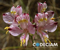 4 Alstroemeria spp - Proyecto Santuario de la Naturaleza Quebrada de Córdova, Región de Valparaíso, Chile