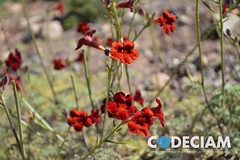 Andacollo8