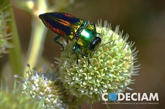 5 Anthaxia maulica en la inflorecencia Eryngium panniculatum-Proyecto Santuario de la Naturaleza Quebrada de Córdova, Región de Valparaíso, Chile