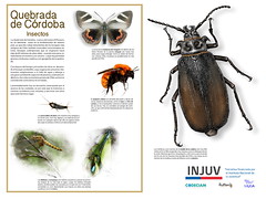 Quebrada de Córdoba INSECTOS 3