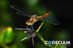 7 Libelula - Proyecto Santuario de la Naturaleza Quebrada de Córdova, Región de Valparaíso, Chile