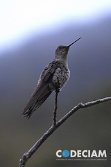18 Patagona gigas - Proyecto Santuario de la Naturaleza Quebrada de Córdova, Región de Valparaíso, Chile