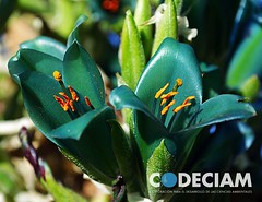 9 Puya berteroniana - Proyecto Santuario de la Naturaleza Quebrada de Córdova, Región de Valparaíso, Chile