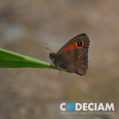 16 Mariposa - Proyecto Santuario de la Naturaleza Quebrada de Córdova, Región de Valparaíso, Chile