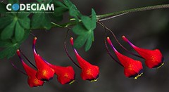16 Tropaeolum tricolor - Proyecto Santuario de la Naturaleza Quebrada de Córdova, Región de Valparaíso, Chile