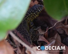 LM_38_Lagarto de Zapallar